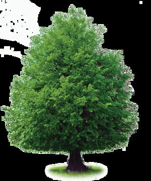 10 green trees tree transparent transparent background png material picture