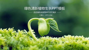 Zielona kiełka sadzonka roślina tło ochrona środowiska szablon PPT