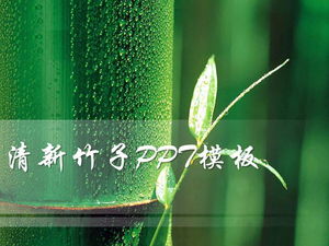 Modello di diapositive PowerPoint con sfondo di bambù fresco