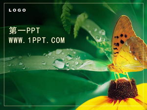 Download de modelo de PPT de flor de borboleta requintado