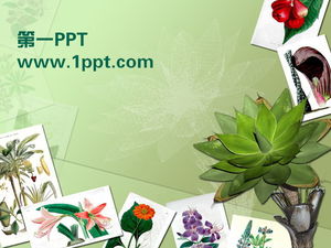 Download do modelo de PPT do álbum de fotos da planta