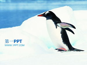 เพนกวินแอนตาร์กติกปกป้องสัตว์ PPT template
