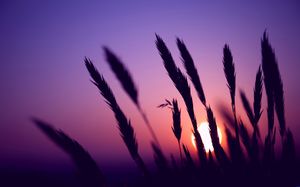 Dog tail grass PPT picture under the purple sunset