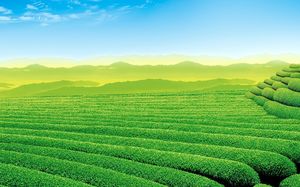 Cenário de jardim de chá de montanha de chá verde PPT imagem de fundo