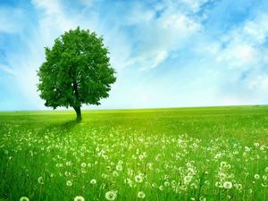 Green blue sky and white clouds grassland green trees PPT picture