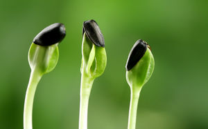 Image de fond PPT de semis de germination de graines vertes