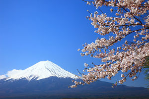 Pembe Fuji Dağı kiraz çiçeği PPT arka plan resmi