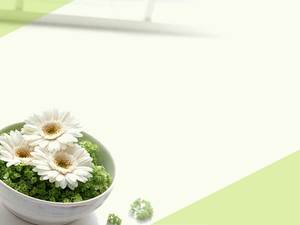 綠色優雅雛菊PPT背景圖片