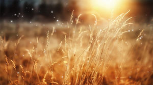 Hazy beautiful grass grass PPT background picture