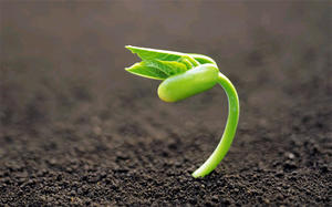 Germinarea semințelor germinare răsad imagine de fundal PPT