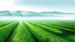 Immagine di sfondo PPT del giardino del tè del maniero verde