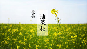 Rapeseed spring is coming - the most beautiful rapeseed ppt template