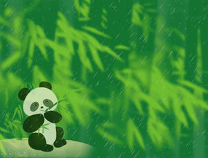 Panda eating bamboo shoots after the rain - giant panda ppt template