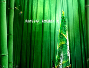 Modello ppt della foresta di bambù di germogli di bambù fresco