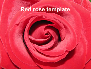 Красно-белая роза крупным планом фон шаблон п.п.