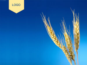 Wheat photo blue background ppt template