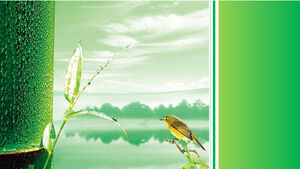 Pássaros e bambu verde-claro refrescante modelo widescreen ppt