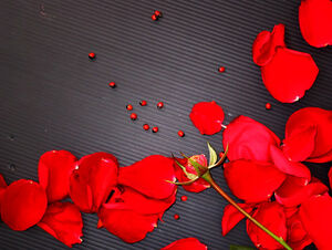 Șablon ppt frumos petale de trandafir fundal negru