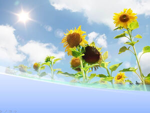 Sunflower nature ppt template under the blue sky and sunshine