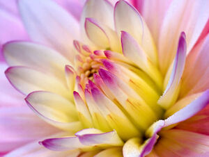 13 pięknych zdjęć kwiatowych PPT w tle
