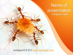 النمل يتقاسمون الطعام - قالب حيوان PPT