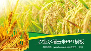 Plantilla PPT de productos agrícolas agrícolas de maíz de arroz