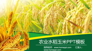 Plantilla PPT de productos agrícolas con fondo de maíz de trigo de arroz