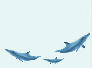 Diapositivas de delfines Plantillas de PowerPoint