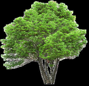 60 plants floral tree png picture (below)