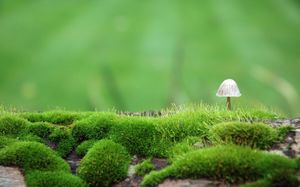 Une belle matière d'image de champignons sauvages
