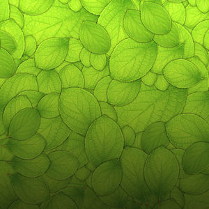 Sepotong gambar latar belakang daun hijau