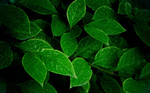 Un conjunto de hojas verdes de alta imágenes de fondo