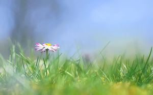 一個紅色的小花朵在春天草幻燈片的背景圖片