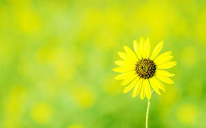 Eine Sonnenblume grün und elegantes High-Definition-großes Bild