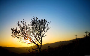 樹日落美麗的PPT背景圖片