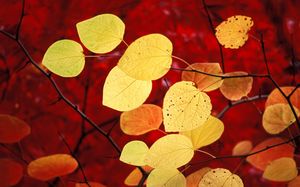 Autumn in the pretty dead leaves ppt background