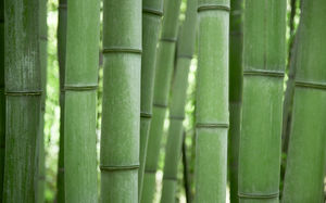 imagen de fondo de bambú resbalones HD