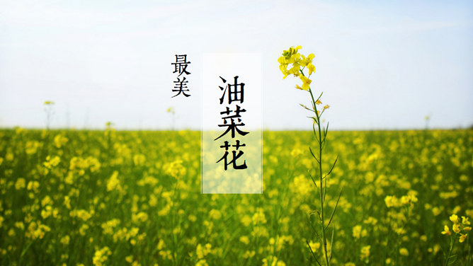 Beautiful canola flower Tian Fengjing PPT Templates