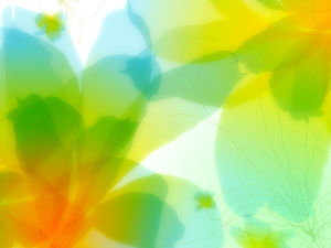 明るい色の花びらIOS7システムの背景画像