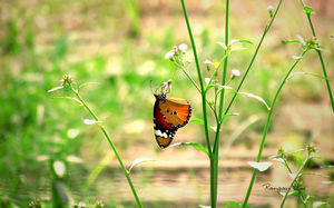 Papillon image de fond de chou-fleur