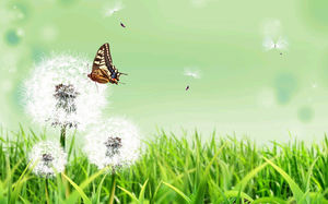 蝴蝶蒲公英新鮮的綠色背景圖片