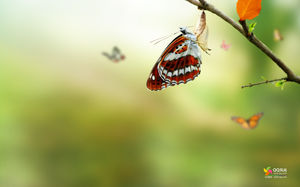 Schmetterling Seven Lady Marienkäfer Insekt Slide Hintergrund