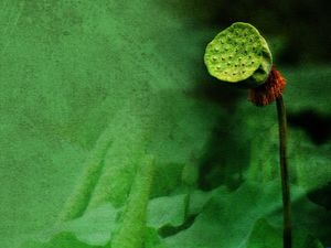 Cinese vento loto foglia di loto immagine di sfondo verde