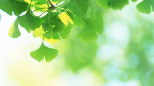 vert clair et ginkgo élégant feuilles image de fond
