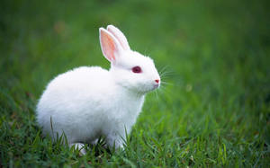 可愛的小白兔背景圖片