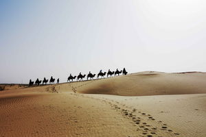 沙漠骆驼PPT图片
