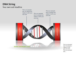DNA分子鏈結構圖PPT圖表