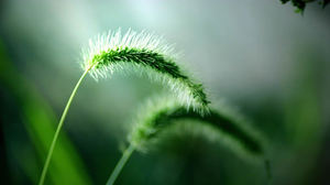 Dog tail grass green background picture