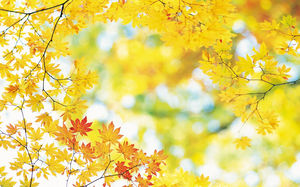 淡黃色時髦楓葉背景圖片
