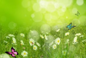 Blumen-Schmetterlings-Grün Elegantes Hintergrundbild